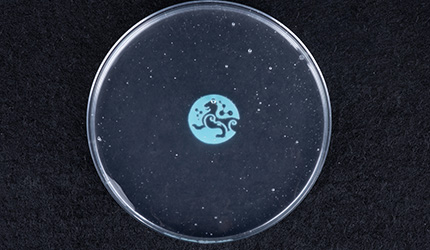 Preparation method of bacterial cellulose: Research and application with stirring culture as the core