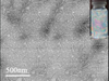 Sulfonated modified cellulose nanocrystals